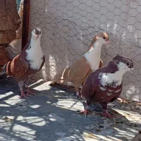 کفتر