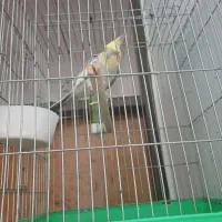 عروس هلندی نر