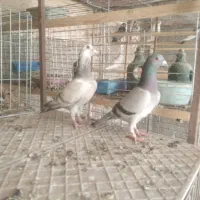 دوتازاجرنر، دوجفت پرشی