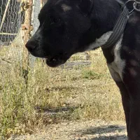 سگ نگهبان نژاد افغان ۱۰ماهه