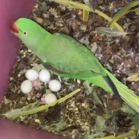 شاه طوطی اسکندر مولد ۵تخم