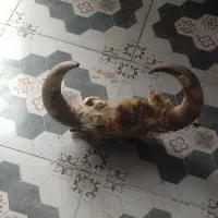 شاخ گوساله