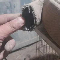 شیلنگ اتشنشانی