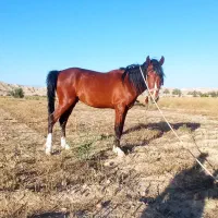 اسب دره شوری اصیل