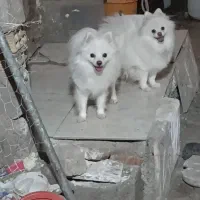 سگ پیداشده