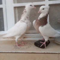 کبوتر طوقی