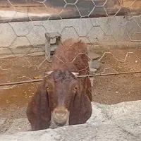 بزغاله پاکستانی