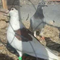 کبوتر رنگی المانی پلاکی دم سفید