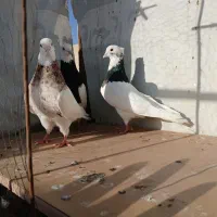۳ تا نر طوقی
