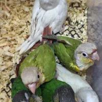 انواع جوجه سرلاکی