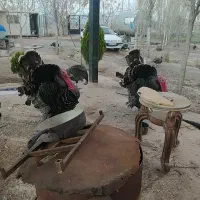 بوقلمون و مرغ و خروس