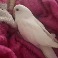 کوتپله البینو چشم قرمز