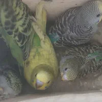 مرغ عشق سرلاکی