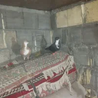 کبوتر ساده کرباتی .ریش