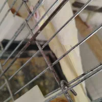 مرغ عشق عروس مولد معاوضه با قناری گرین