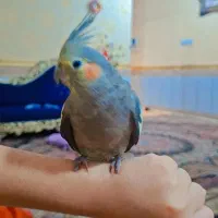 طوطی هلندی سفیدگم شده