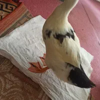 اردک