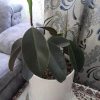 گلدان فیکوس نو