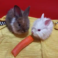 یک جفت خرگوش کوچک