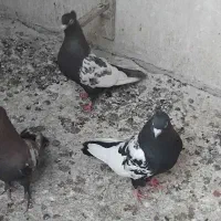 کفتر