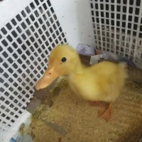 جوجه اردک و مرغ