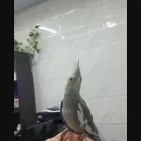 عروس هلندی