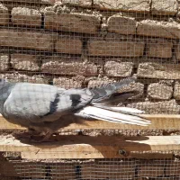 کبوتر مفلق پر