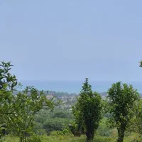 زمین باغی