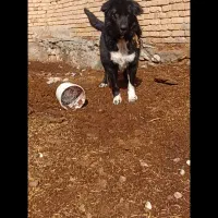 لاس|سگ|داران, |دیوار