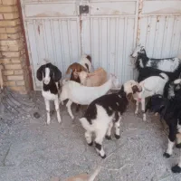کره وبره کوچک علف خور