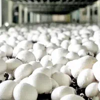 حسابدار و مدیر فروش