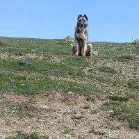ماده سرابی