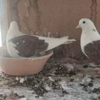 کفتر  خوب