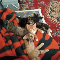گربه دی اس اچ دو رگه با پرشین