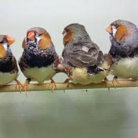 فنچ زبرا اروپای انگلیسی بنگالی گلدین معمولی و بیگ