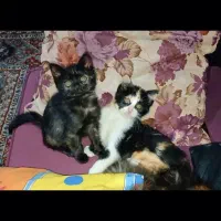 بچه گربه آنگورا DLH