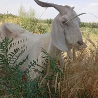 بز سانن با دوتا کر نر
