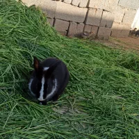 خرگوش‌