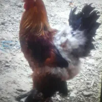 دو عدد خروس پا پر بزرگ و سالم..توافقی