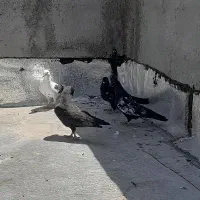کبوتر جوجه پرشی