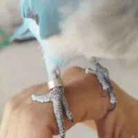 راهب آبی رفت پیدا کن مژدگانی بگیر