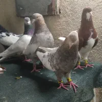 کبوتر دوکاکل