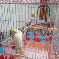 عروس هلندی