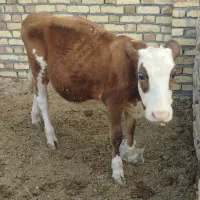 گوساله