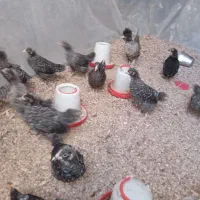 نیمچه آمروک