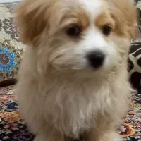 توله مالتیز ژاپنی سایز ریز