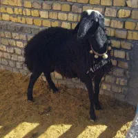 بره قوچ|حیوانات مزرعه|ساروق, |دیوار