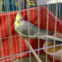 عروس هلندی