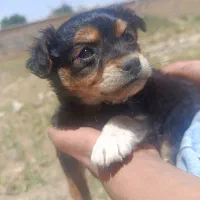 توله شیتزو
