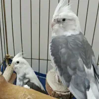 عروس هلندی با قفس کامل